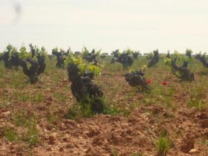 Madrid Region Wineries Guided Tour with Wine Tastings - Chinchón: First Taste in a Town With Real “Walk-Then-Learn” Energy