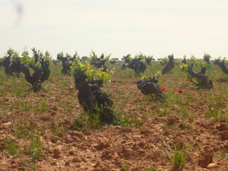 Madrid Region Wineries Guided Tour with Wine Tastings - Chinchón: First Taste in a Town With Real “Walk-Then-Learn” Energy